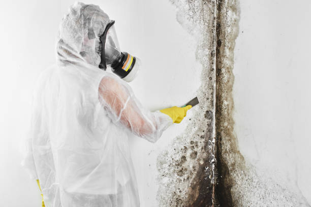 Best Specialized Mold Remediation in Heflin, AL